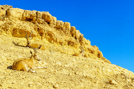 Makhtesh（火山口）拉蒙的努比亚野山羊