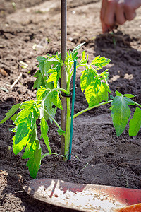 生命水摄影照片_在新鲜土壤中种植番茄幼苗、播种和园艺新幼苗植物生命、农民蔬菜和种植概念
