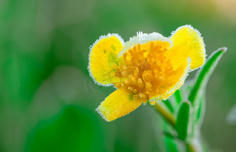 磨砂黄色花在早晨与阳光。