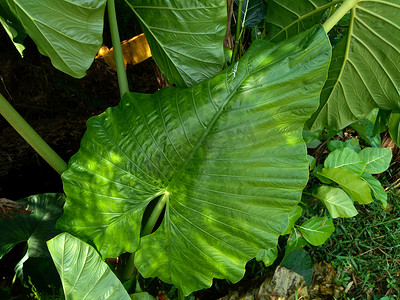 关闭具有自然背景的芋头叶（Colocasia esculenta，talas）。 