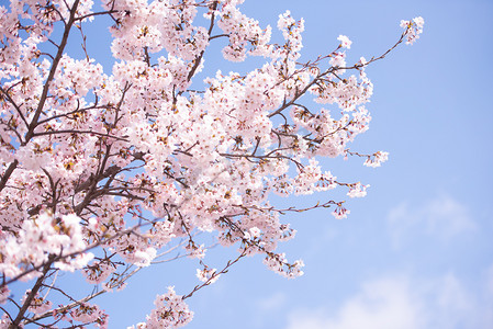 日本樱花季摄影照片_春天樱花盛开，焦点柔和，韩国樱花季，背景。