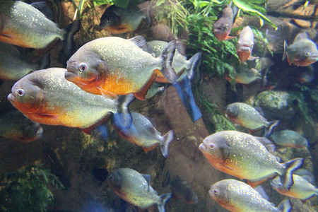 食人动物摄影照片_一群食人鱼在水中。