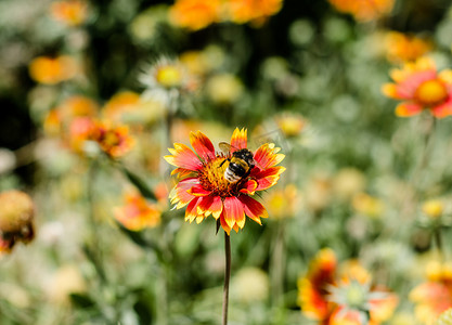 红色和黄色花瓣特写的花上的昆虫大黄蜂