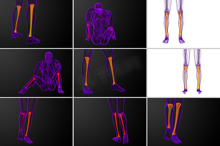 3d脚摄影照片_胫骨的 3D 渲染医学插图