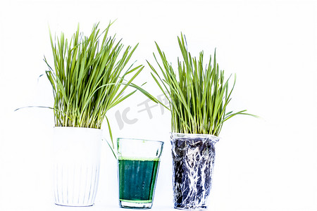 小麦草及其在白色上分离的提取物/汁液。小麦草是普通小麦植物新发芽的第一片叶子，用作食物、饮料或膳食补充剂。