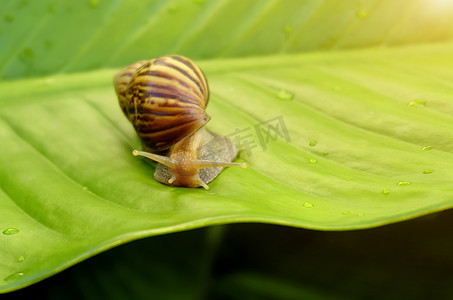 蜗牛慢慢地走在绿叶上叶子是绿色的