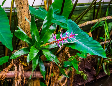 热带花园中一株 aechmea 蓝色探戈植物的美丽特写，来自美国佛罗里达州的异国情调品种