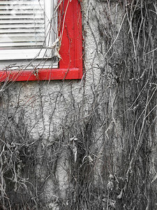 一座废弃房屋的一侧，一扇漆成红色的窗饰的一角被长满的细细藤蔓覆盖着