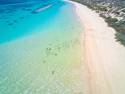 无人机剪影摄影照片_靠近珊瑚湾海滩的礁鲨游泳剪影