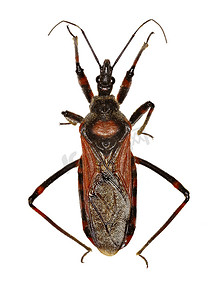 白色背景上的刺客 Bug Rhynocoris - Rhynocoris aracundus（Poda，1761）