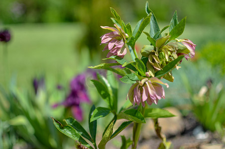 红藜摄影照片_花园中的红藜芦春花被绿草和背景中的植物和树木所环绕