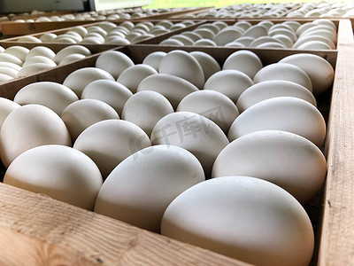 生鸭蛋摄影照片_白鸭蛋在面板木头里