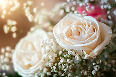 一组白玫瑰花，带有温暖的闪光，适合浪漫的酒泉