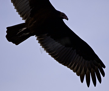黑色的翅膀图片摄影照片_天空中秃鹰的孤立图像