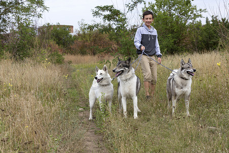 这个男孩牵着三只猎犬的皮带散步 - 西伯利亚莱克
