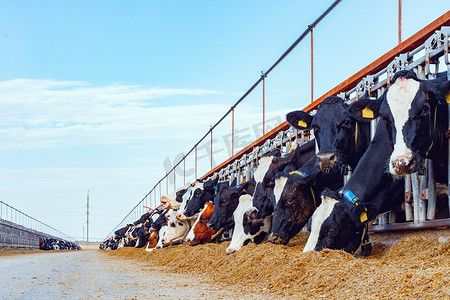 在室外牛棚里挤奶吃干草的奶牛