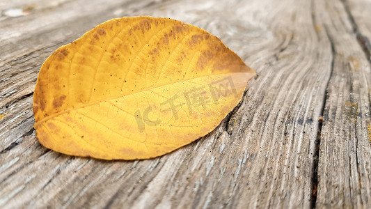 金色九月摄影照片_老木背景上的一片秋天叶子与复制空间。
