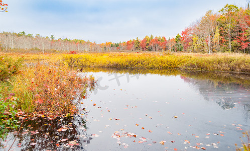湿地平静的池塘被金色的植被和辉煌所包围