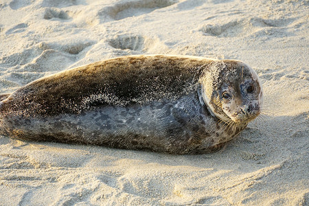 小海豹摄影照片_在加利福尼亚州圣地亚哥的拉霍亚，海狮和海豹在阳光下的小海湾里打盹。
