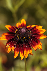 Echibeckia 雏菊花是紫锥菊和 Rudbeck 的杂交品种