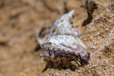 贻贝锚定在澳大利亚海岸潮间带的岩石上