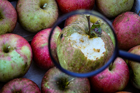 被大黄蜂吃掉的苹果被放大镜放大。