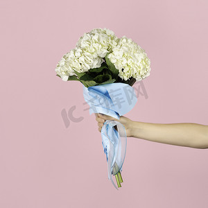 手握着浅粉色背景上一束美丽的嫩白色绣球花。