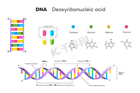 DNA 的分子结构。