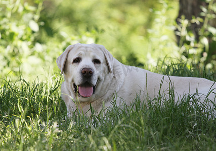 狗躺摄影照片_公园里可爱的黄色拉布拉多