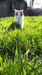 猫沿着草地奔跑。