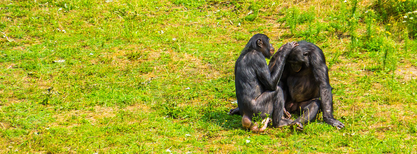 人类猿互相梳理毛发，邦博夫妇，侏儒黑猩猩，社会灵长类动物行为，来自非洲的濒危动物物种