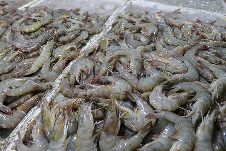 金巴兰海鲜柜台上出售的鲜虾图案。 