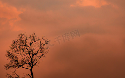 在橙色的日落天空和云彩上现出剪影死树。