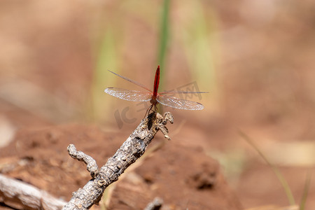 戴尔斯峡谷卡里吉尼国家公园的红龙蝇尾巴