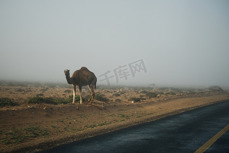 几只骆驼在撒哈拉沙漠景观的道路附近行走。