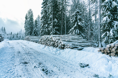 商业木材的侧视图，砍伐后的松树原木，冬季森林，瑞典北部。