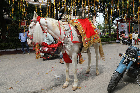 婚礼中的马匹装饰