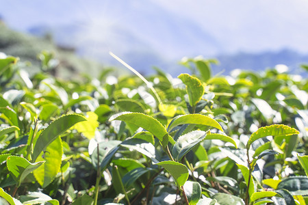 种茶摄影照片_美丽的绿茶作物叶子在早晨与太阳耀斑阳光，新鲜的芽在树植物设计理念，特写，宏观。