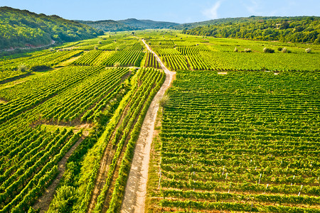 起源摄影照片_Vrbnik 葡萄园绿色景观鸟瞰图，著名的 Vrbnicka Zlahtina 葡萄酒产地