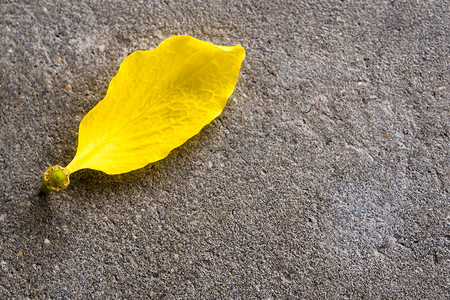 水泥地板上的金雨花黄色瓣