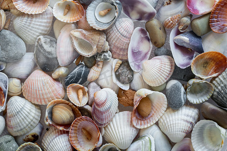 小海石和各种贝壳关闭