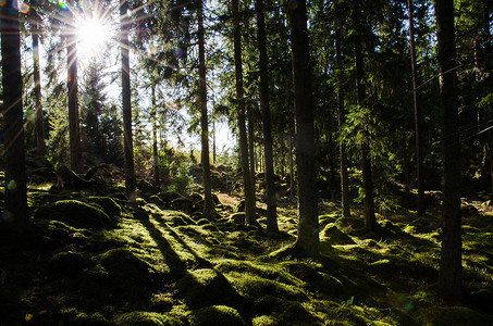 阳光照在长满青苔的森林里