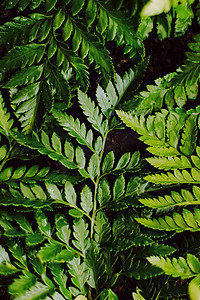热带植物叶子在庭院里作为植物学背景、自然和环境