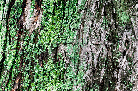 森林青苔摄影照片_有绿色青苔的木背景枫树树干