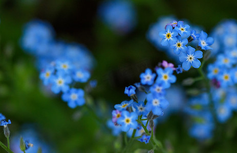 小花朵蓝色摄影照片_花园里的蓝色花朵