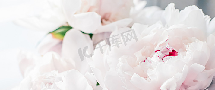 外设品牌摄影照片_牡丹花束作为豪华花卉背景、婚礼装饰和活动品牌