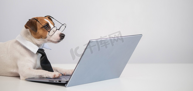 狗坐着摄影照片_戴着领带、戴着眼镜的聪明狗杰克罗素梗坐在白色背景的笔记本电脑前。