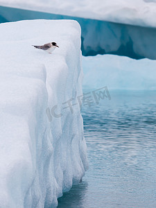 沙燕摄影照片_冰岛大型冰川湖杰古沙龙湖 (Jokulsarlon) 的鸟类栖息地