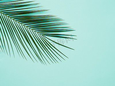 淡蓝色背景中的棕榈叶，复制空间