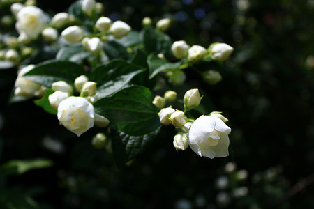 茉莉花朵摄影照片_花园里的白茉莉